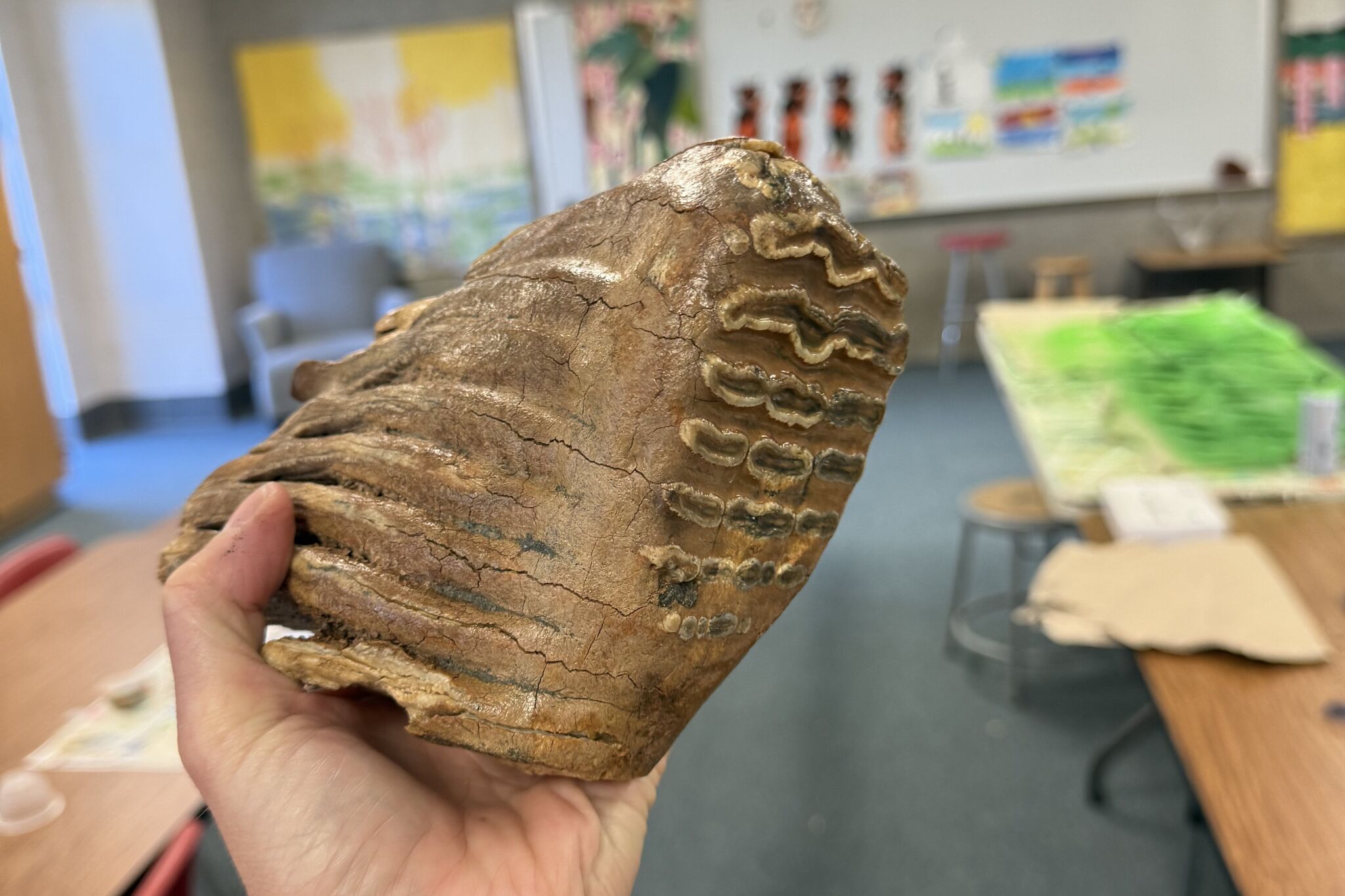 Artist buys mammoth tooth for $5 at Houston thrift store
