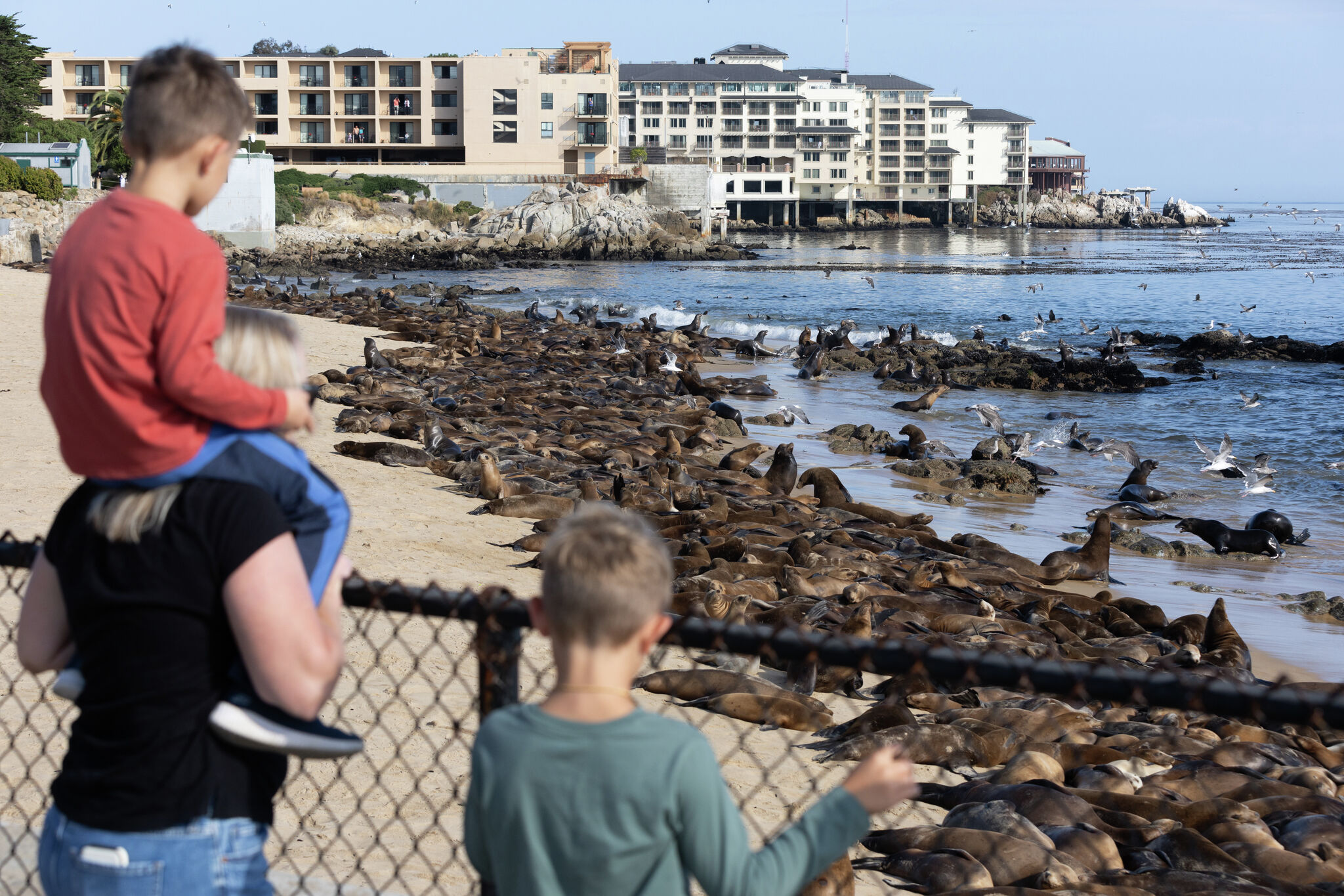 Cannery Row beach closes as sea lion colony takes over the shoreline