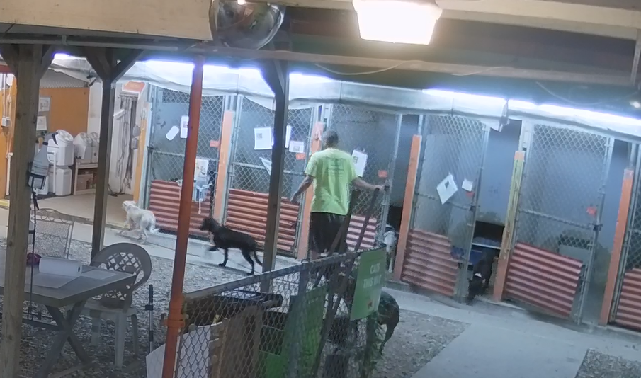 Man arrested over break in at Austin animal shelter, dog killed