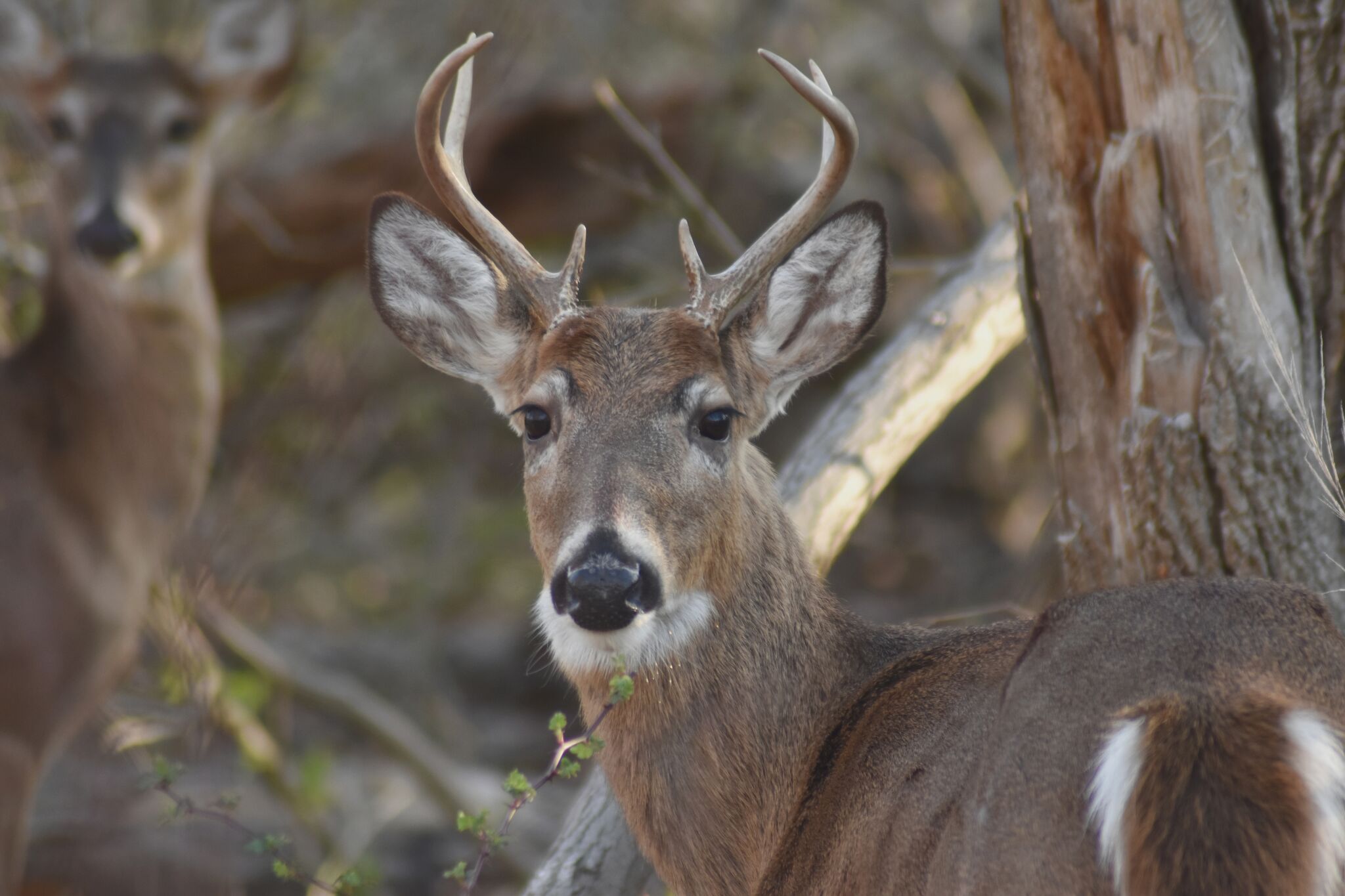 Texas launches Tip411 to report wildlife, boating violations