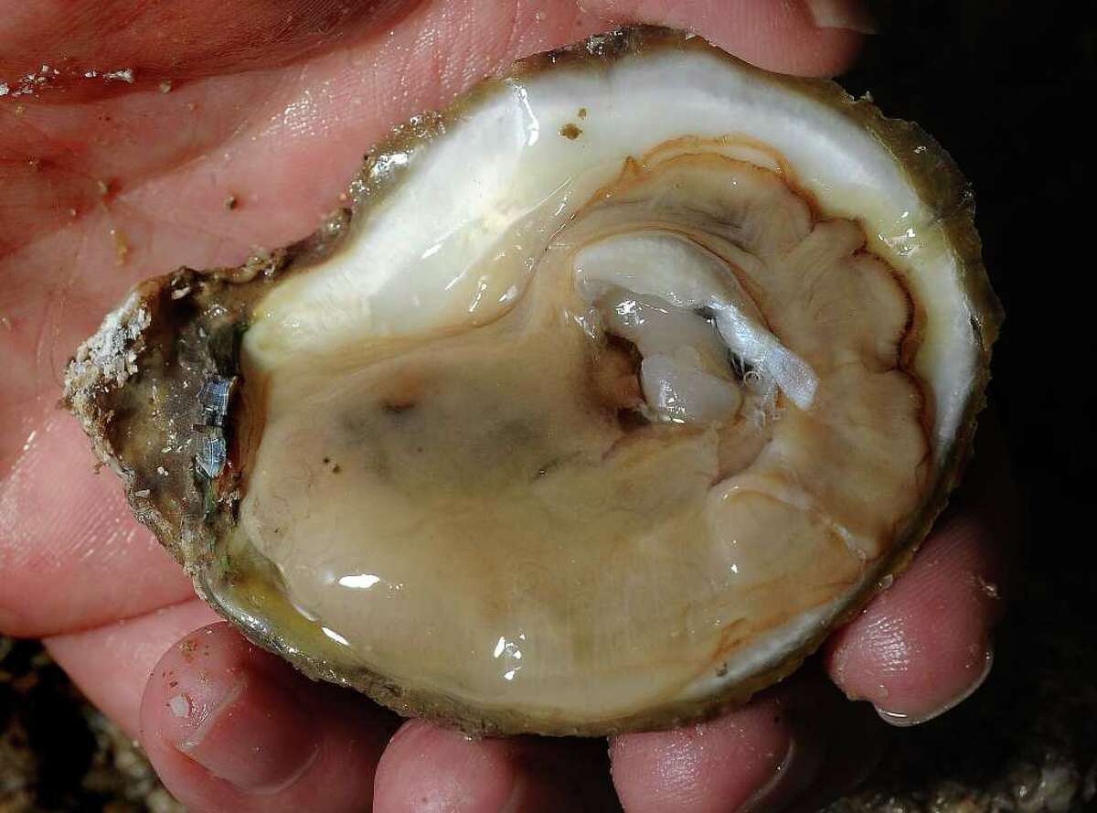 Texas oyster supply booming, just in time for Thanksgiving feasts