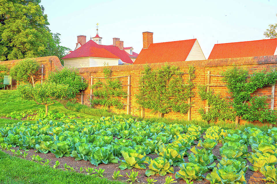 Espalier, a trick to grow fruit trees in small spaces