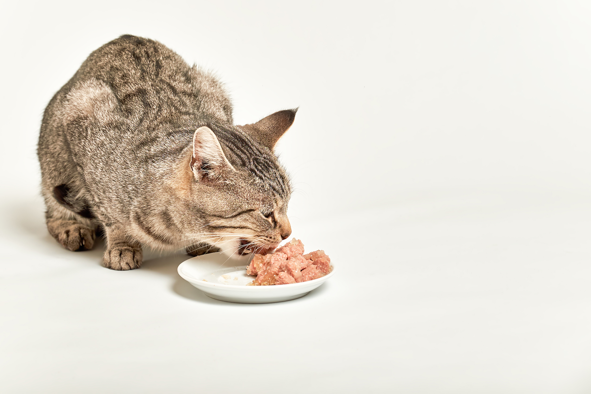 San Francisco cat is euthanized after eating pet food tainted with bird flu