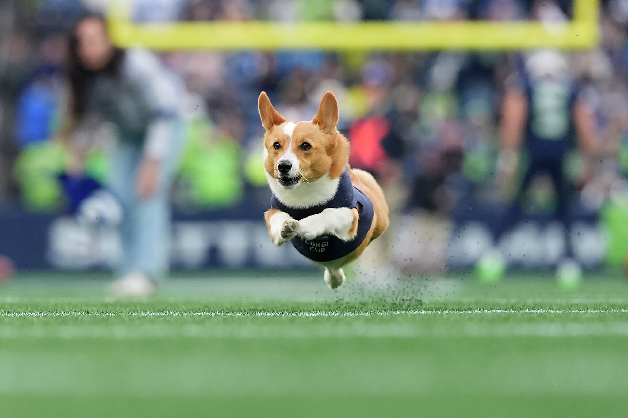 The 49ers' latest free agent target: Corgis