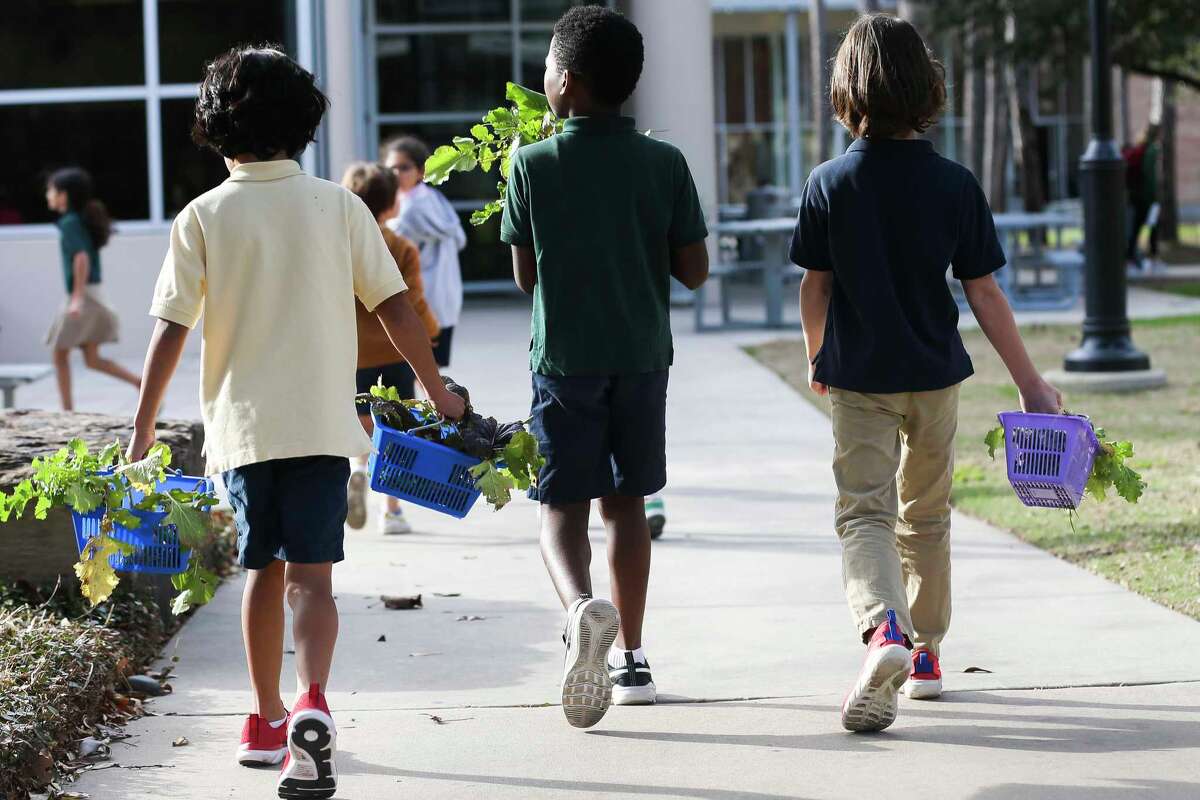 Second-grade science students carry baskets full of freshly harvested vegetables from The John Cooper School’s Mitchell Lower School garden, Thursday, Jan. 12, 2023, in The Woodlands. The vegetables harvested from the garden were later incorporated by the school’s chefs into 1,500 lunches for students, staff and faculty.