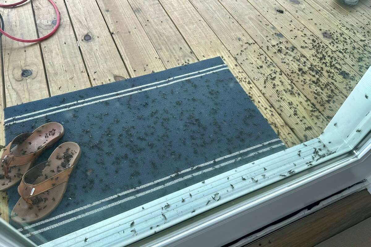 Lovebugs swarmed the porch of Patricia Sagastume's beachfront home on the Bolivar Peninsula over the weekend. 