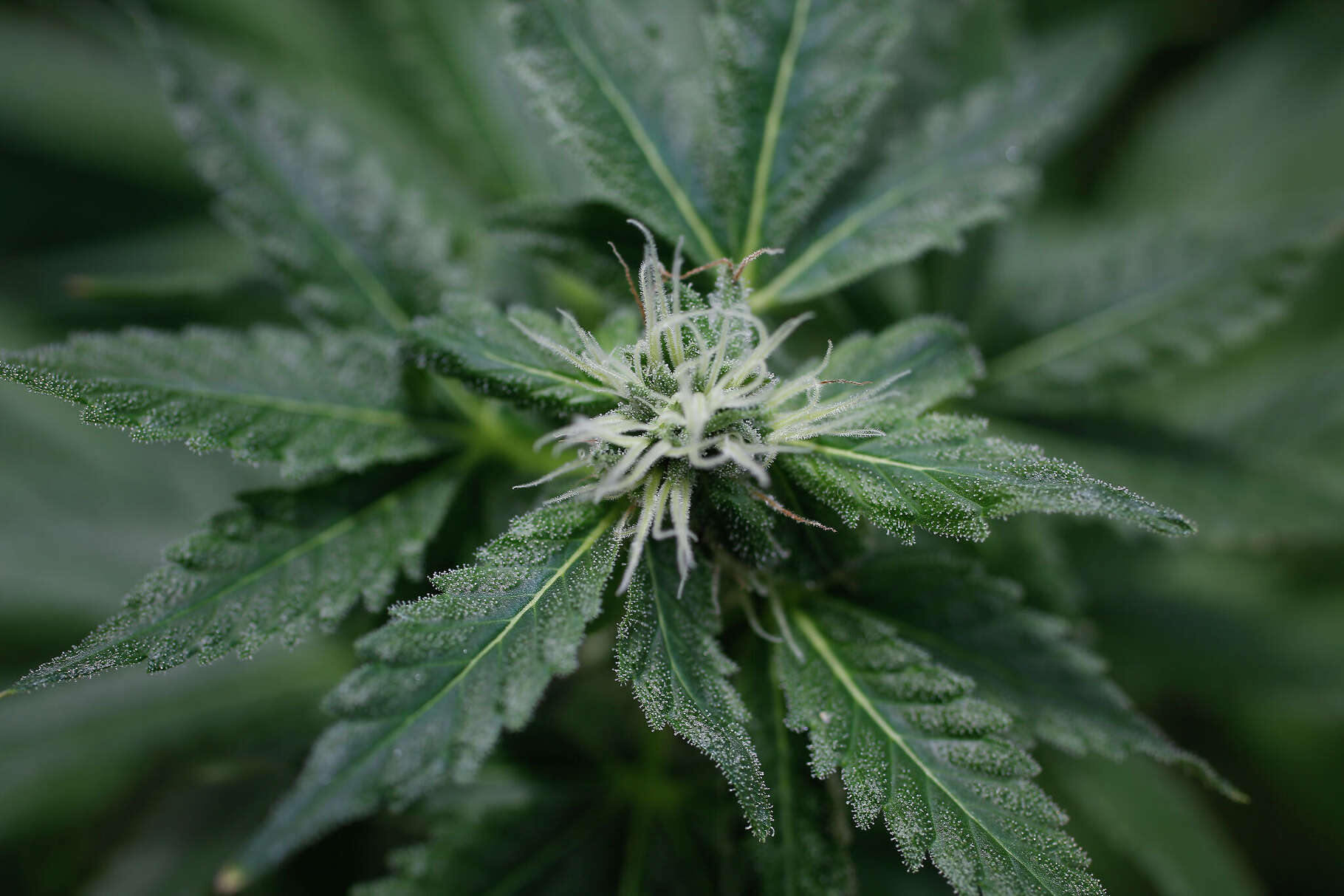 A hemp / legal cannabis plant in a greenhouse at Texas A&M Soil and Crop Sciences Friday, April 8, 2022, in College Station. The cannabis plants greenhouse, each containing no more than the legal limit of THC in Texas. These hemp plants can be grown and sold legally.