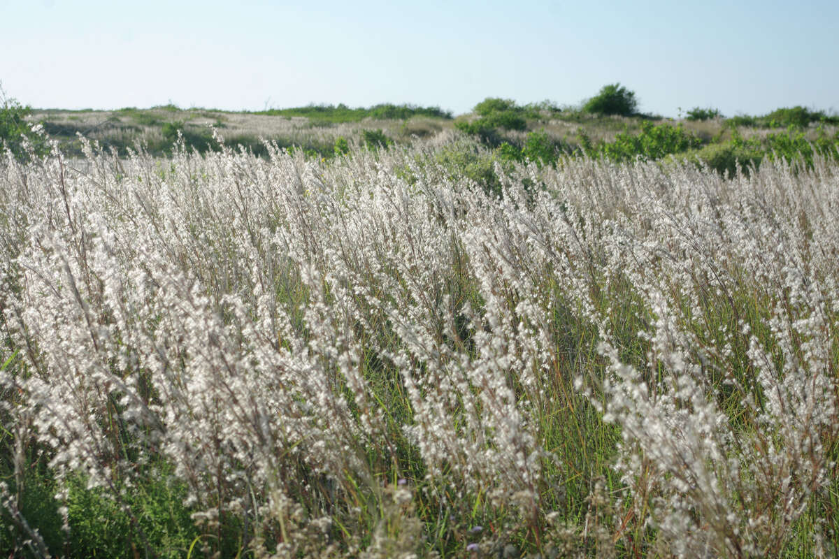 Aransas County has officially secured Copano Cove Ranch, a 950-acre stretch of prairie, marsh, and wetlands. 