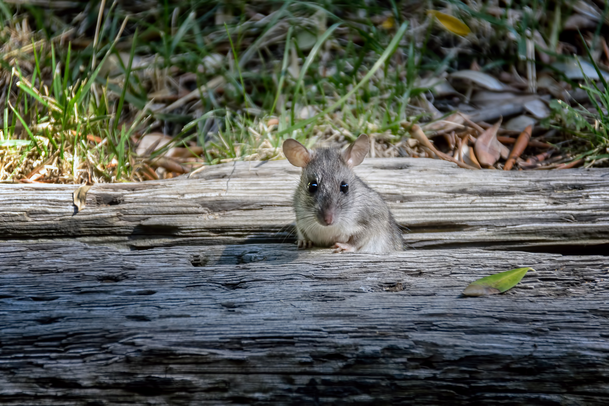 'The year of the mouse': Tahoe can't keep up with an outbreak of rats and mice