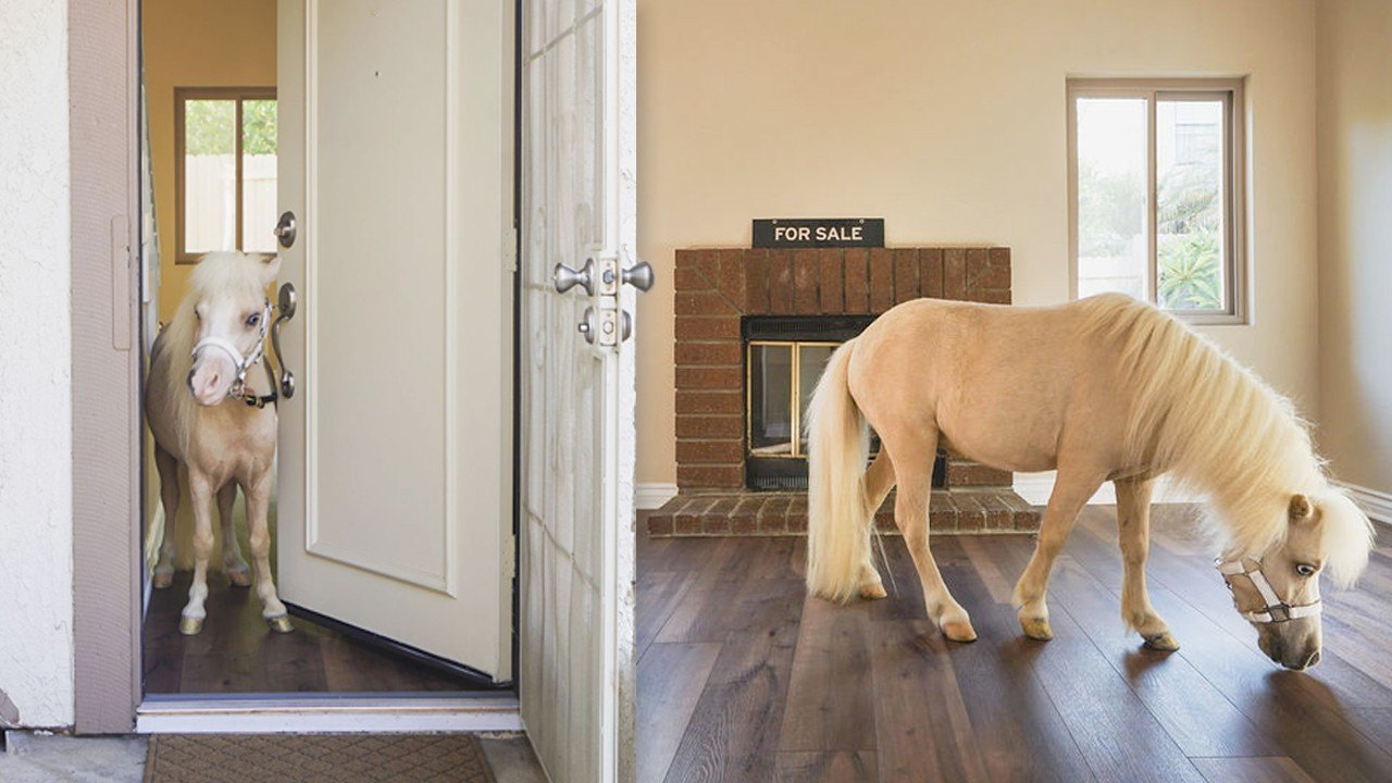 Do Tiny Horses Sell Houses Faster?