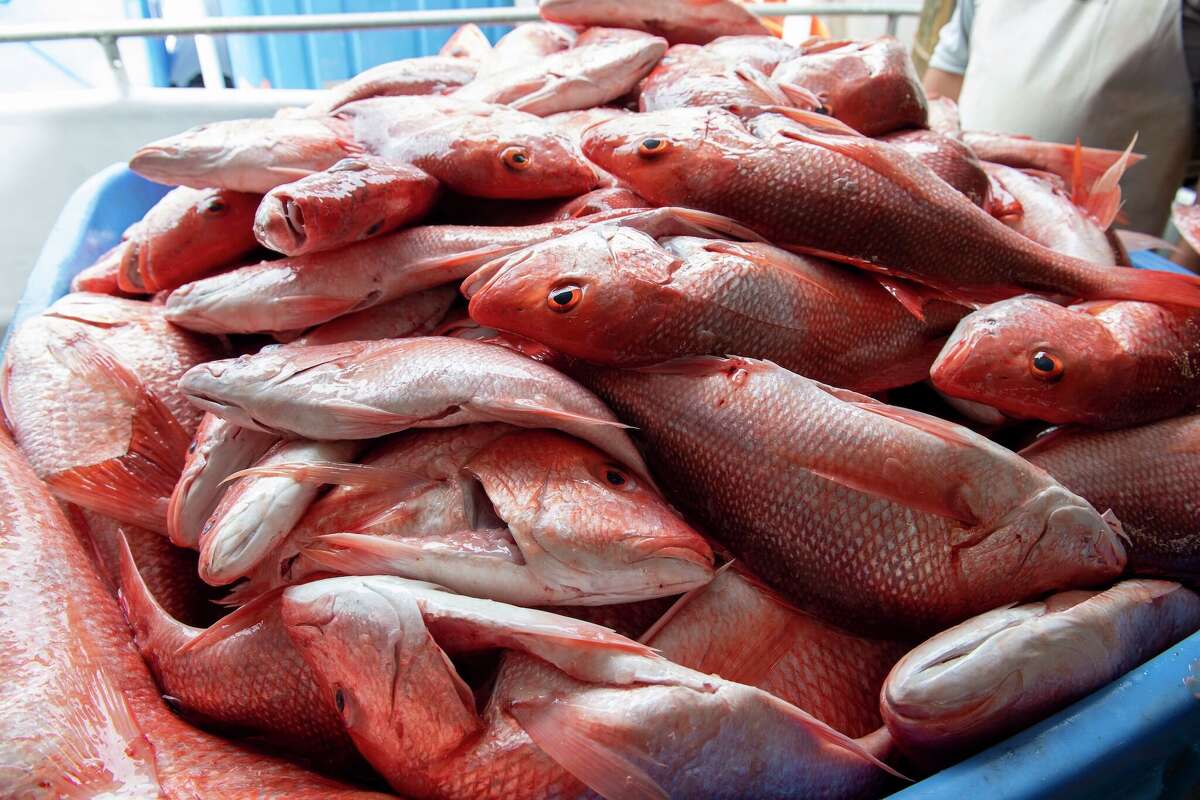 TPWD's Michaela Cowan said the middle part of the Texas coast—the area between Galveston, Surfside, and Port Aransas—has seen the most snapper landings this year.