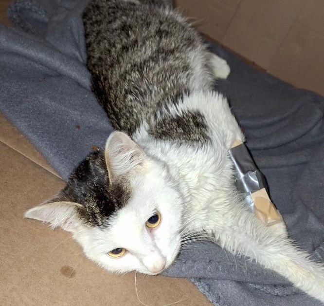 Injured cat found in Hartford euthanized; police probe possible abuse