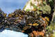 FILE: Golden mussels were first spotted in the state in 2024 and have spread rapidly.