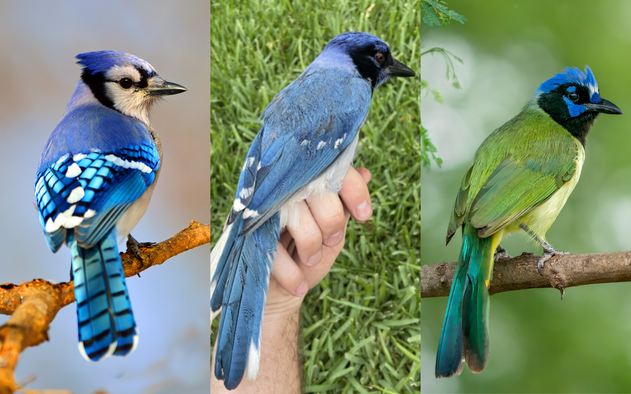 Texas birdwatcher discovers shocking new hybrid species