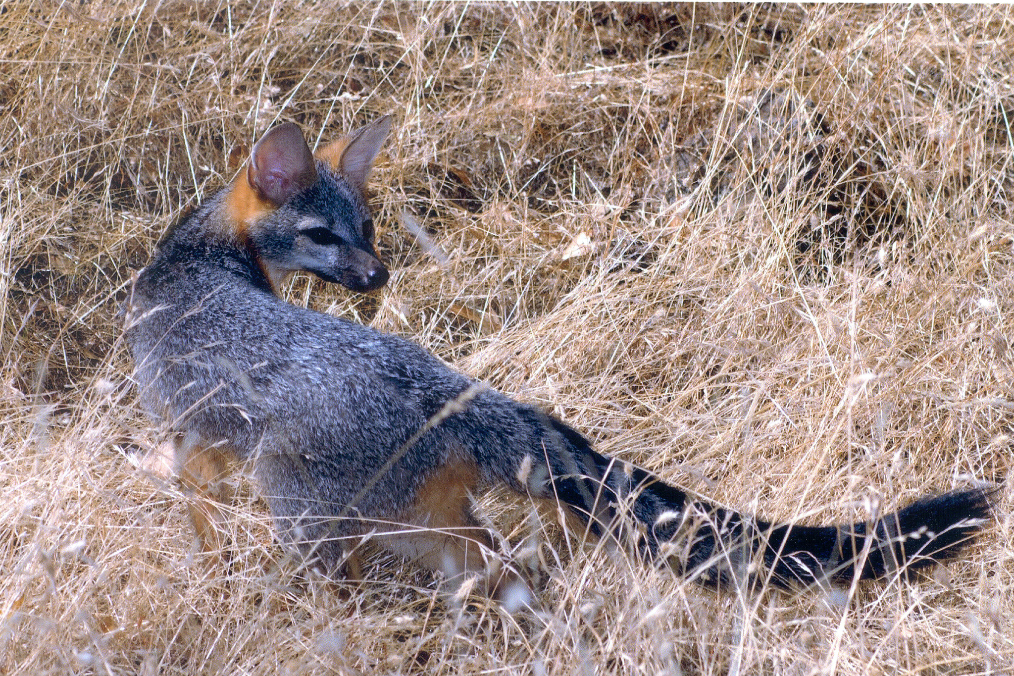 Why Californians are becoming obsessed with this thriving predator