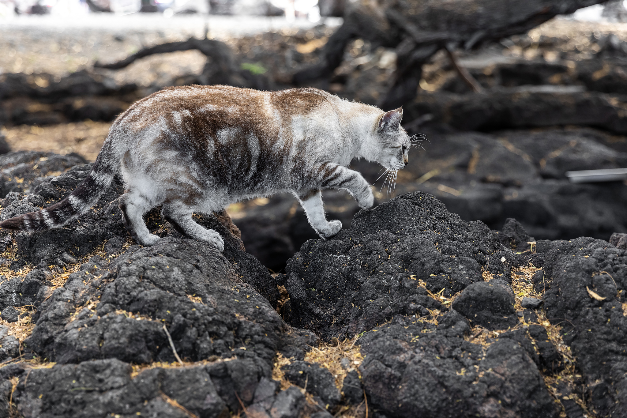 Feeding stray cats will soon be illegal on this Hawaii island