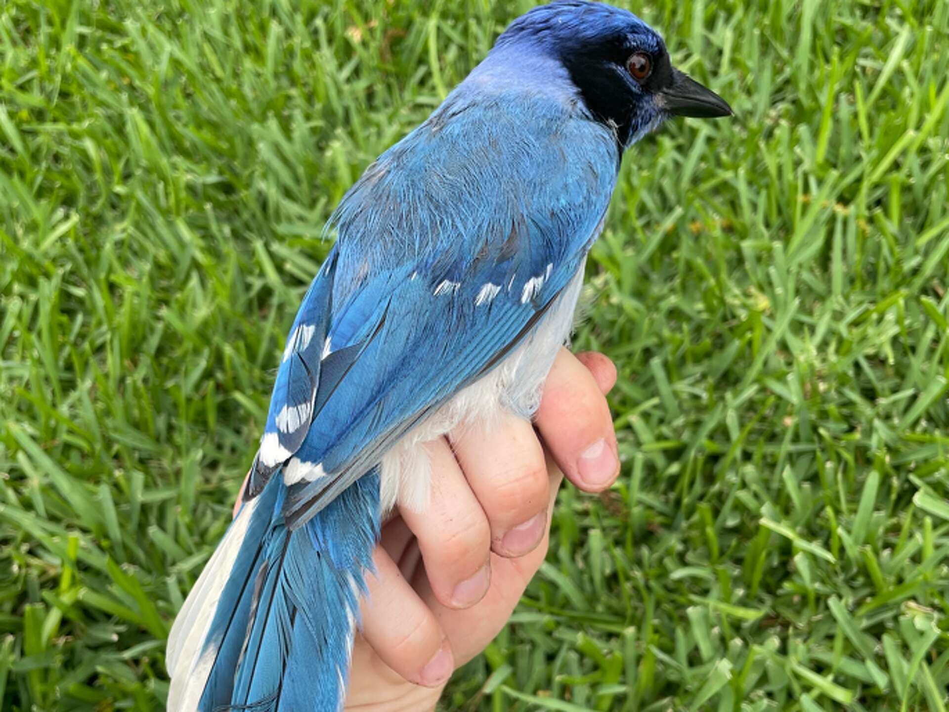 Rare hybrid bird found in Texas occurs due to climate change