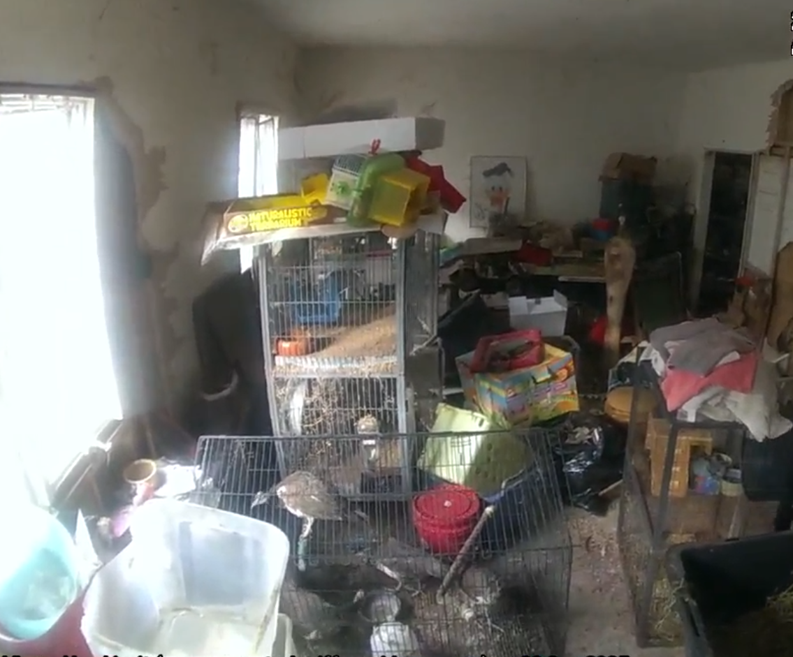 84 animals seized from Warwick home in animal cruelty case