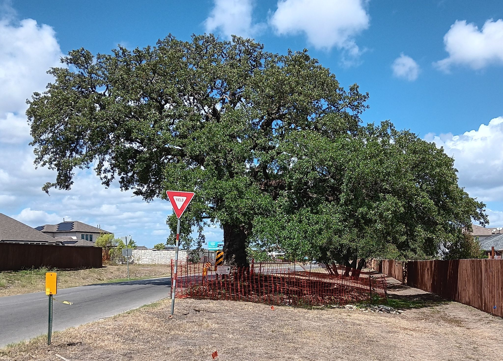 Hill Country city to spend $800K  to move oak tree this fall Hill Country city to spend $800K  to move oak tree this fall