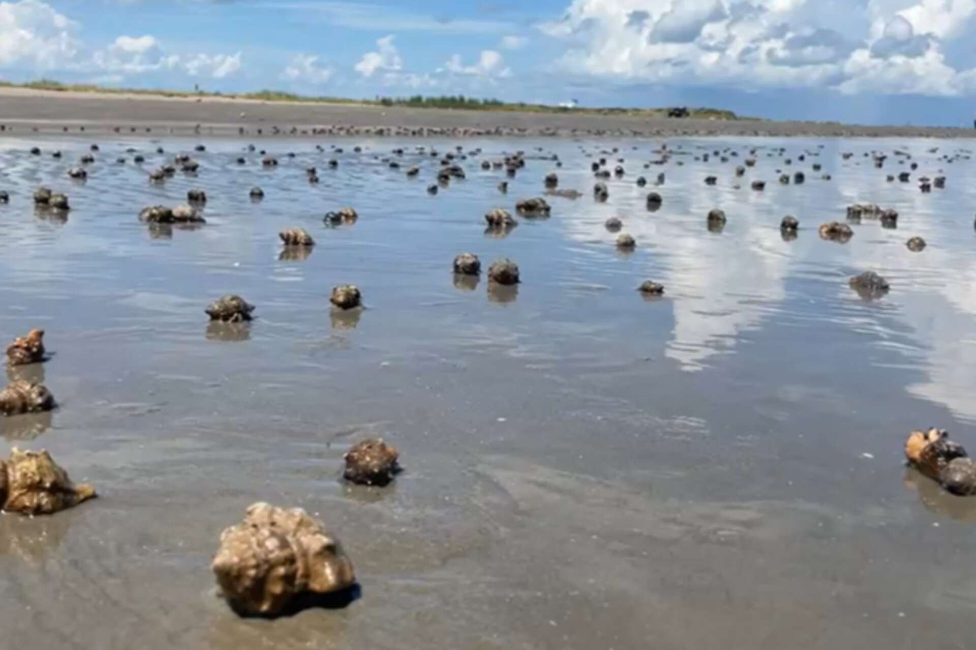 Hundreds of hermit crabs invade Texas beach in rare spectacle