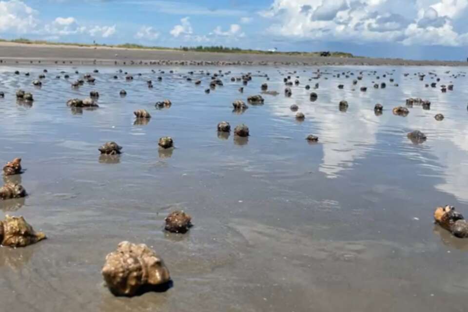 Hundreds of hermit crabs invade Texas beach in rare spectacle