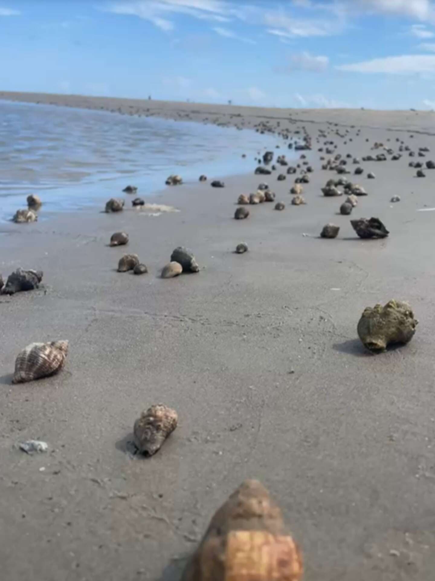 Hundreds of hermit crabs invade Texas beach in rare spectacle
