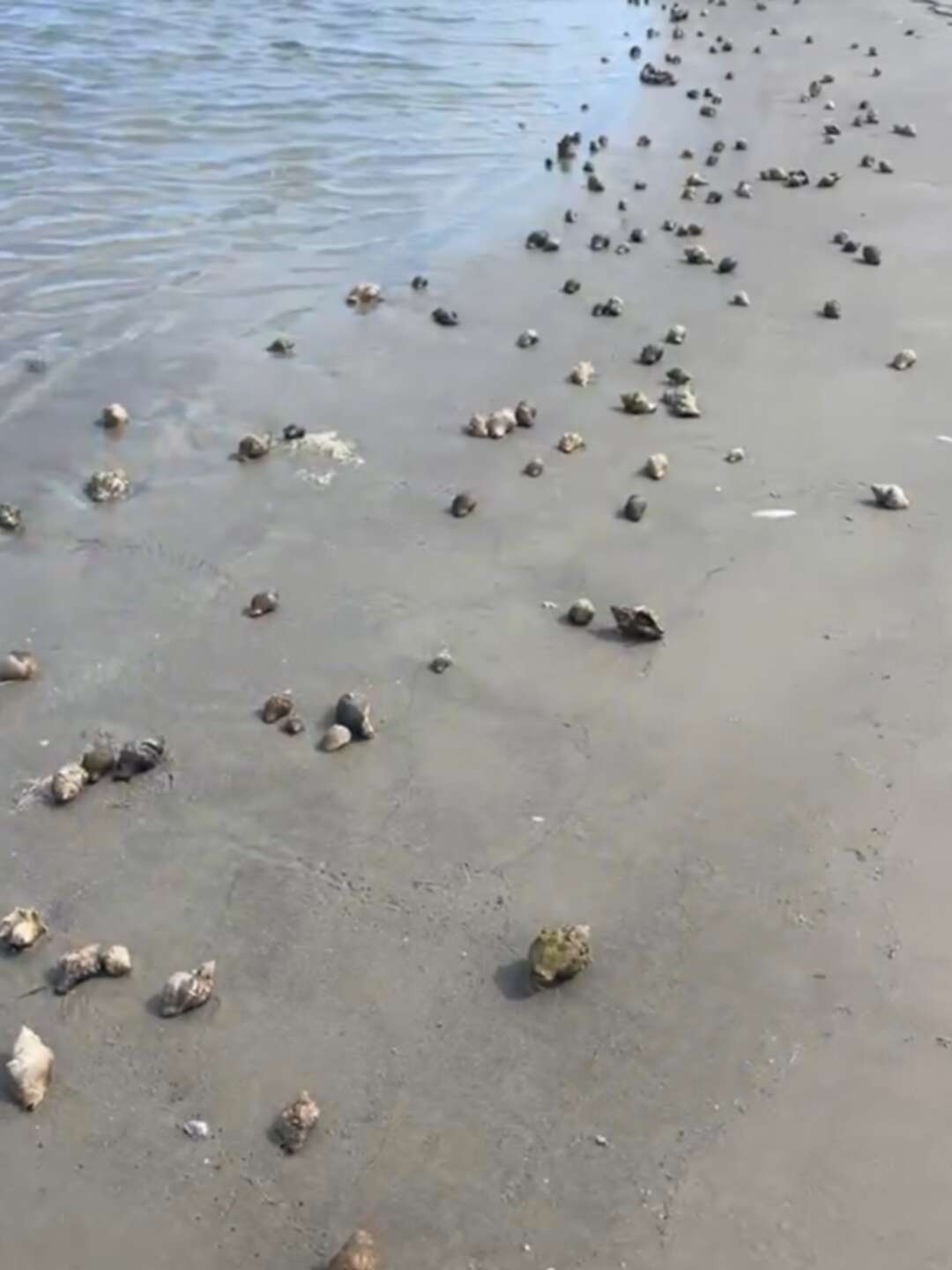 Hundreds of hermit crabs invade Texas beach in rare spectacle