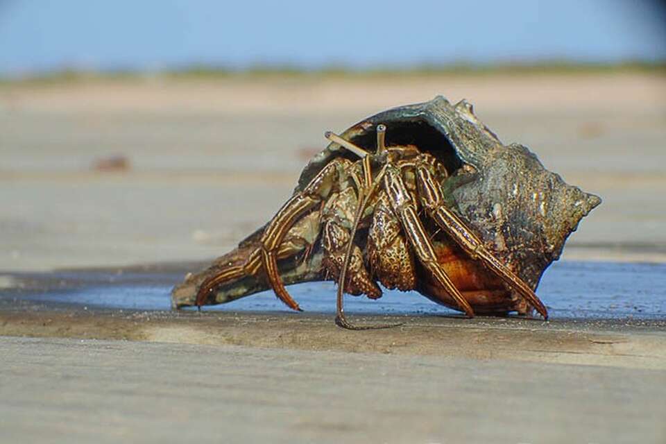 Hundreds of hermit crabs invade Texas beach in rare spectacle