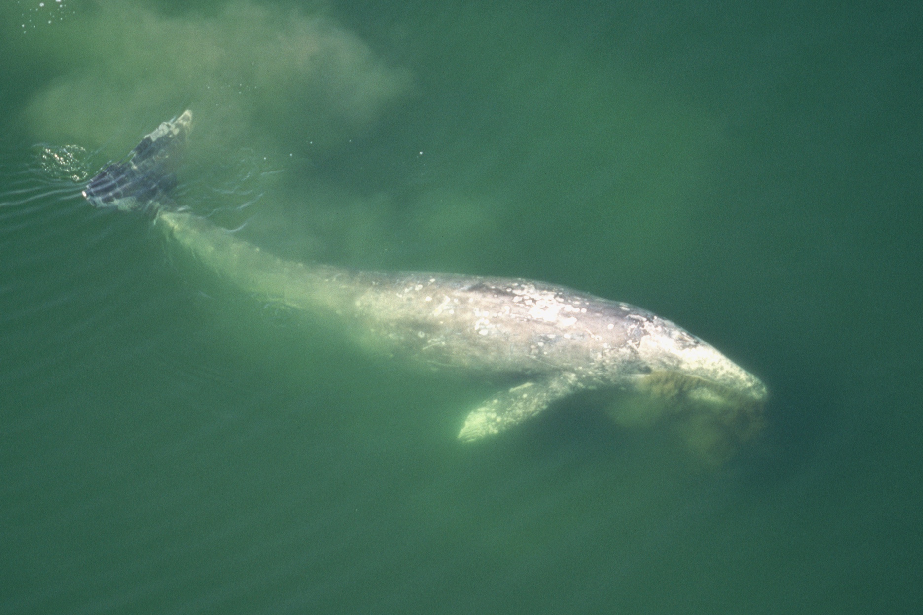 After deadly year for whales in Calif., new map offers a lifeline