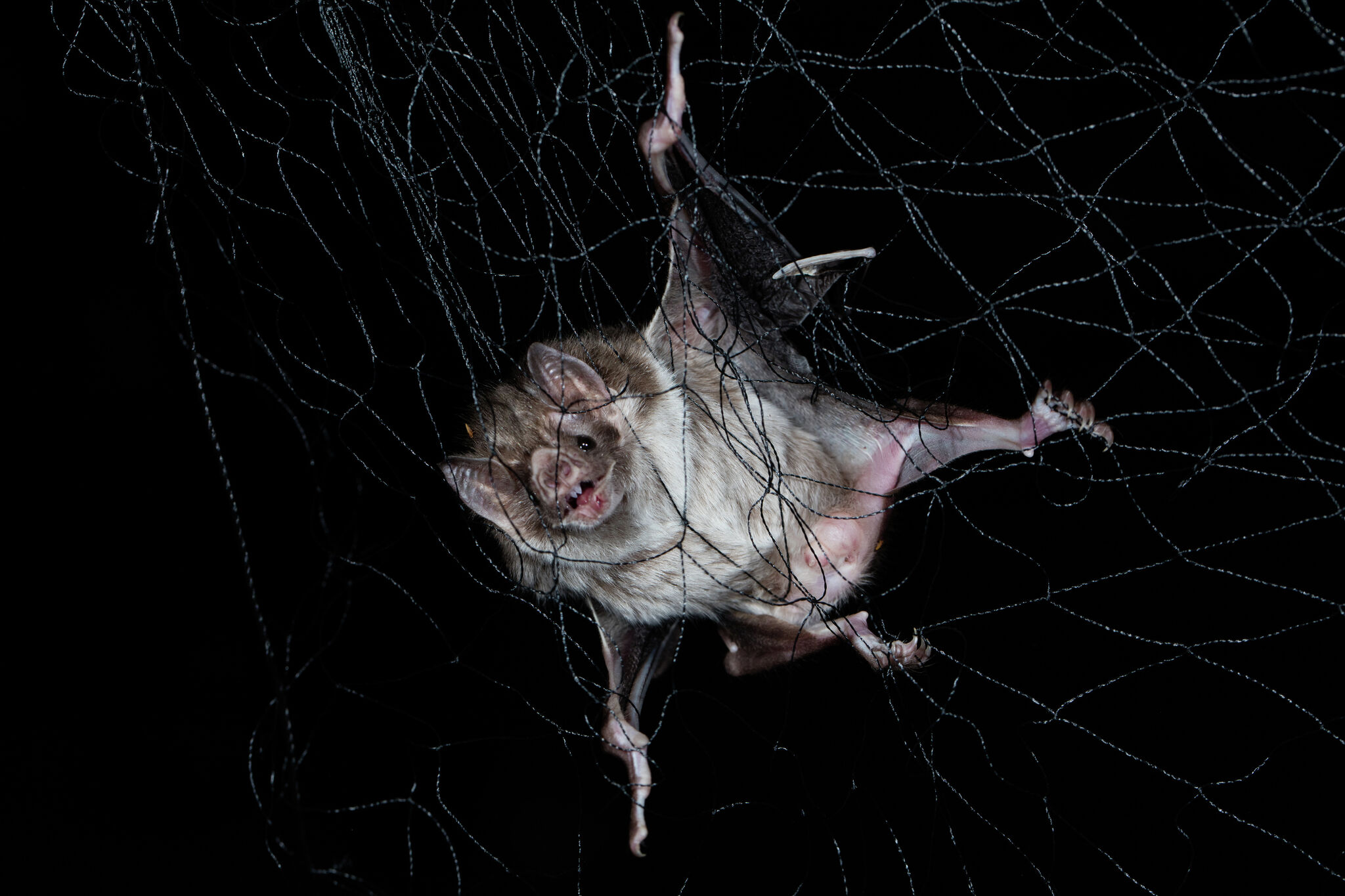 Spooky season begins with rabid bat encounter in Kerrville