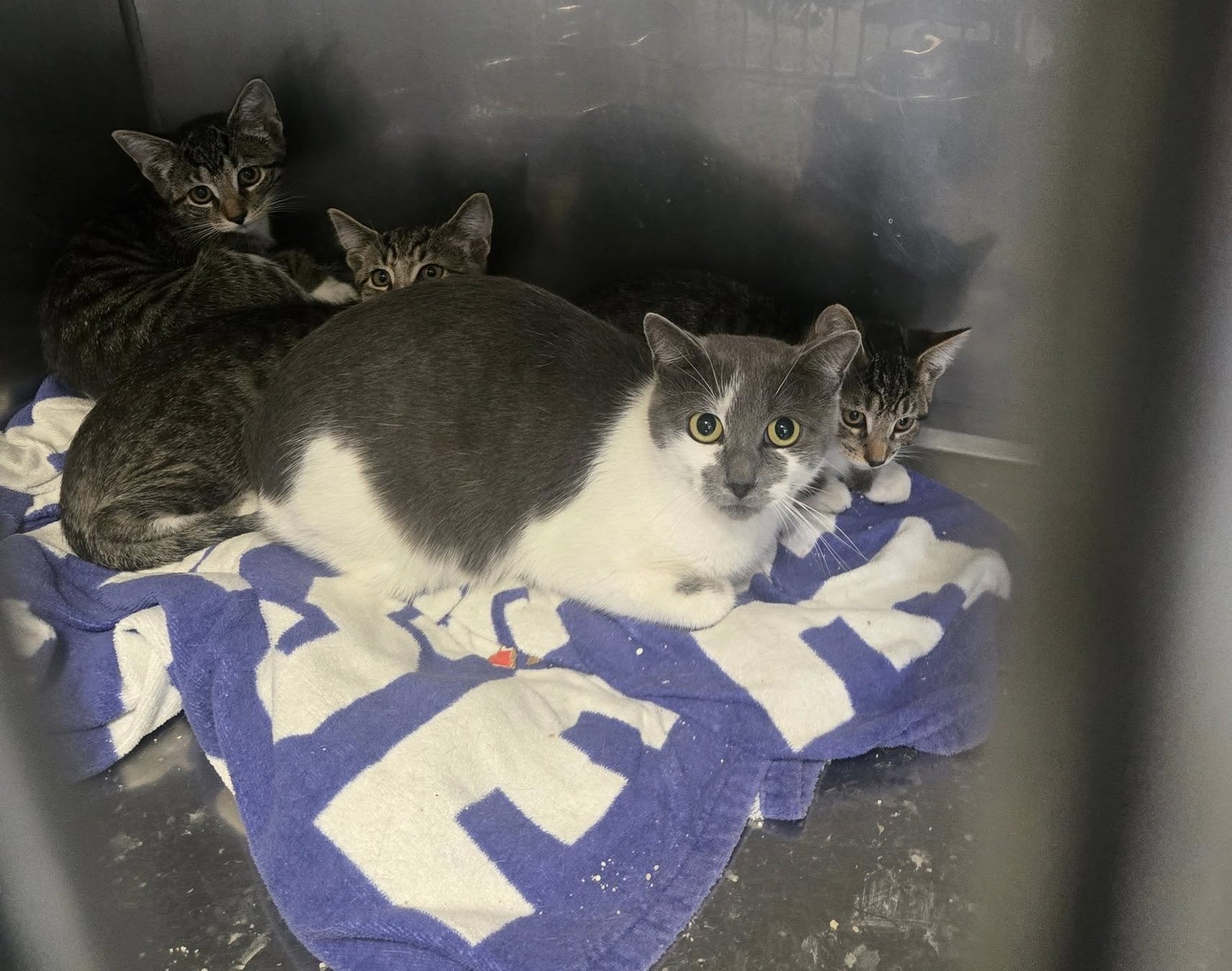 Bristol animal control finds abandoned mother cat, kittens and dogs