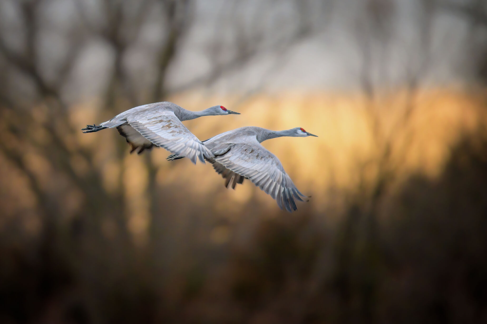 Michigan bills would open hunting seasons for doves and sandhill cranes