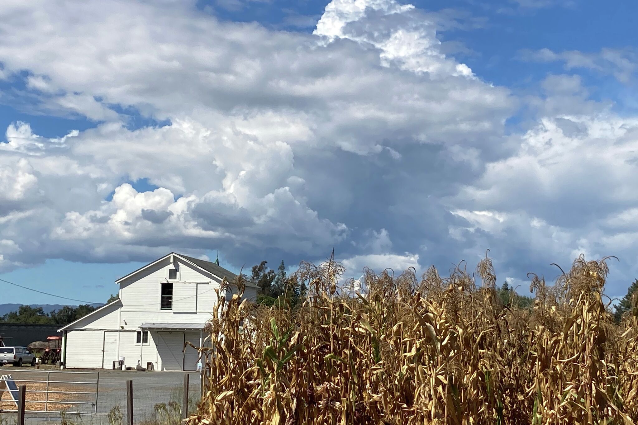 'Would be disastrous': 45-year-old farm beloved by SF chefs in danger of closing