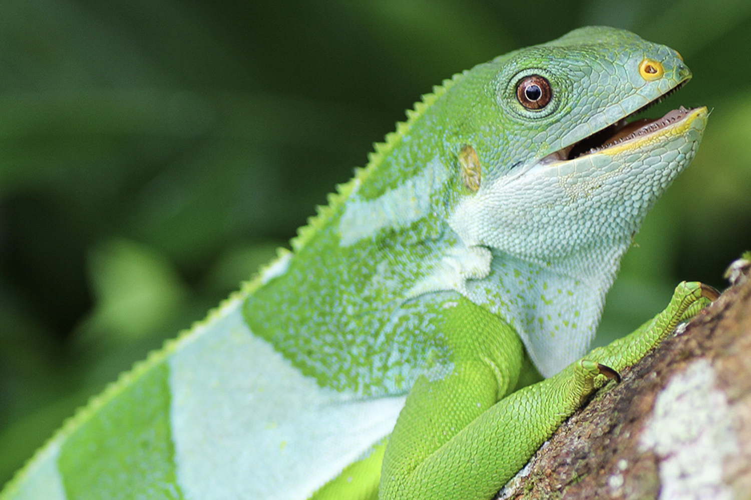 Iguanas from California possibly 'rafted' all the way to Fiji, scientists say