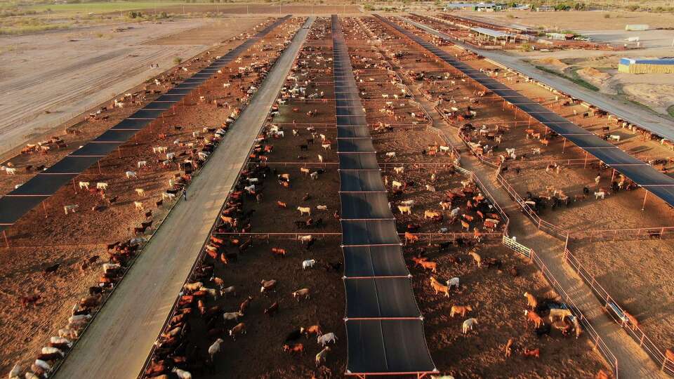 FILE - Cattle feed at a ranch that exports livestock to the U.S., in Zamora, northern Mexico, July 29, 2025, with the U.S. border closed to Mexican cattle imports over screwworm concerns. (AP Photo/Fernando Llano, File)