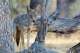 The blue-eyed coyote seen in the South Bay last month is one of the first discovered since one was initially sighted by photographer Daniel Dietrich in 2018. Scientists still don’t know what causes the genetic mutation.