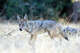 The blue-eyed coyote seen in the South Bay last month is one of the first discovered since one was initially sighted by photographer Daniel Dietrich in 2018. Scientists still don’t know what causes the genetic mutation.