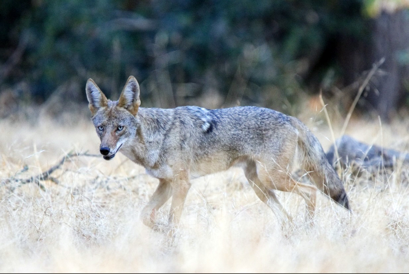 High schoolers photograph rare coyote in Bay Area park