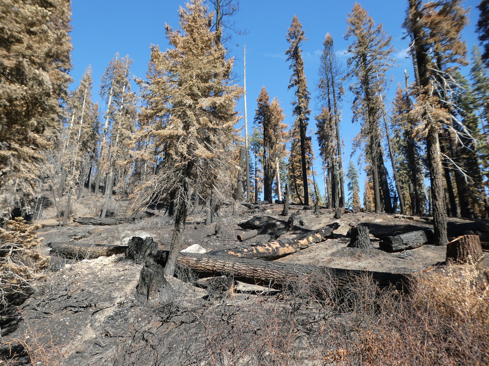 Forest Service lags on burns after Calif. loses old-growth trees to wildfire