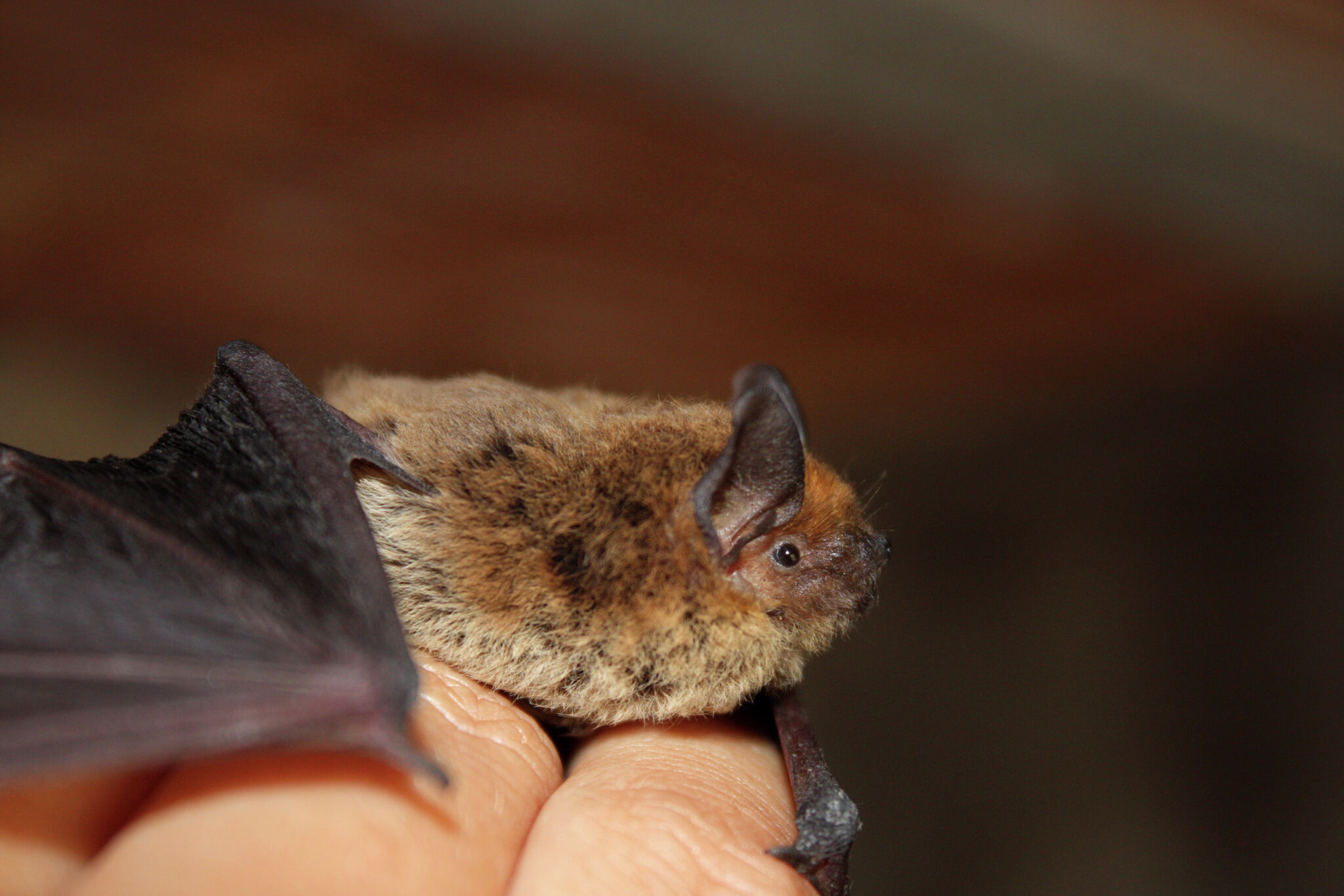Rabid bat bites St. Clair County resident, officials say
