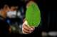 FILE: A worker holds up a kratom leaf on Oct. 17, 2021, in Bangkok. Kratom is a naturally derived drug, while 7-OH is a more potent drug produced in labs.