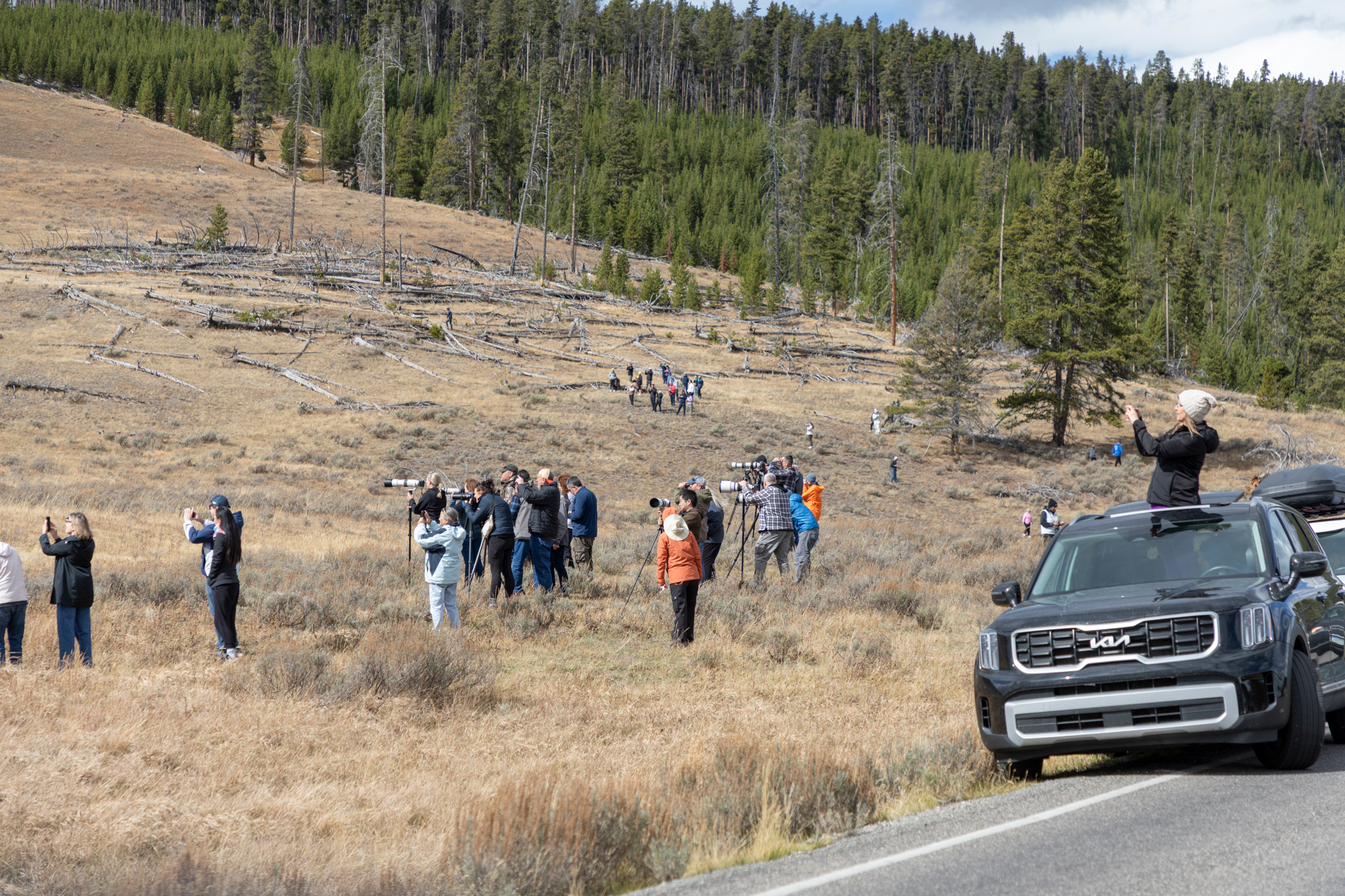 No one policing Yellowstone bear jams during shutdown...