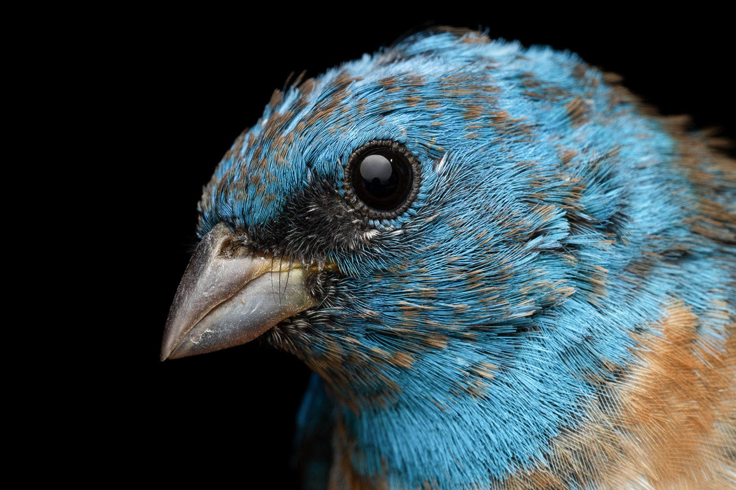 After fire in California's forests, what happens to the birds?