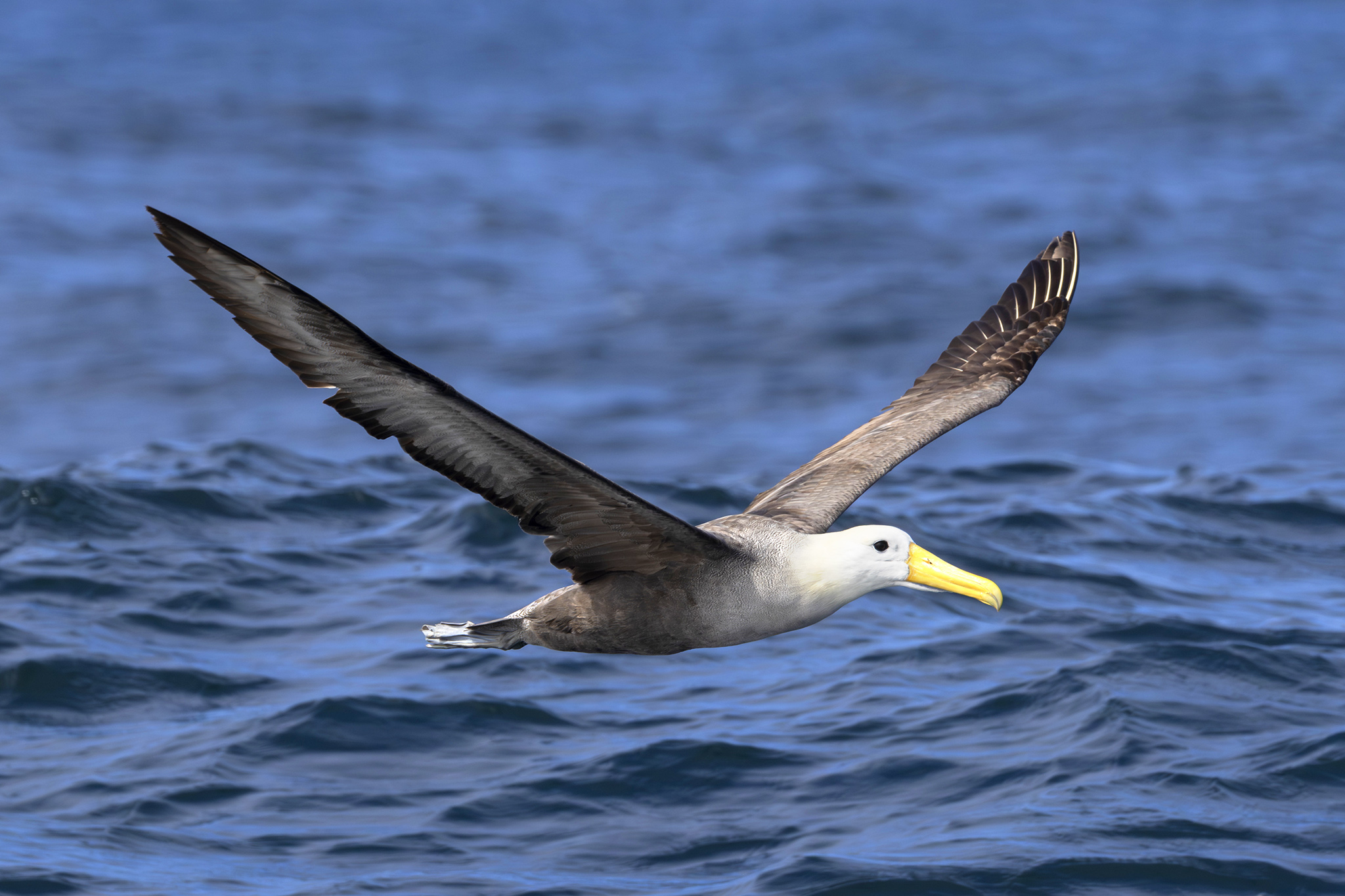 'Hit the jackpot': Bird seen for first time ever in California