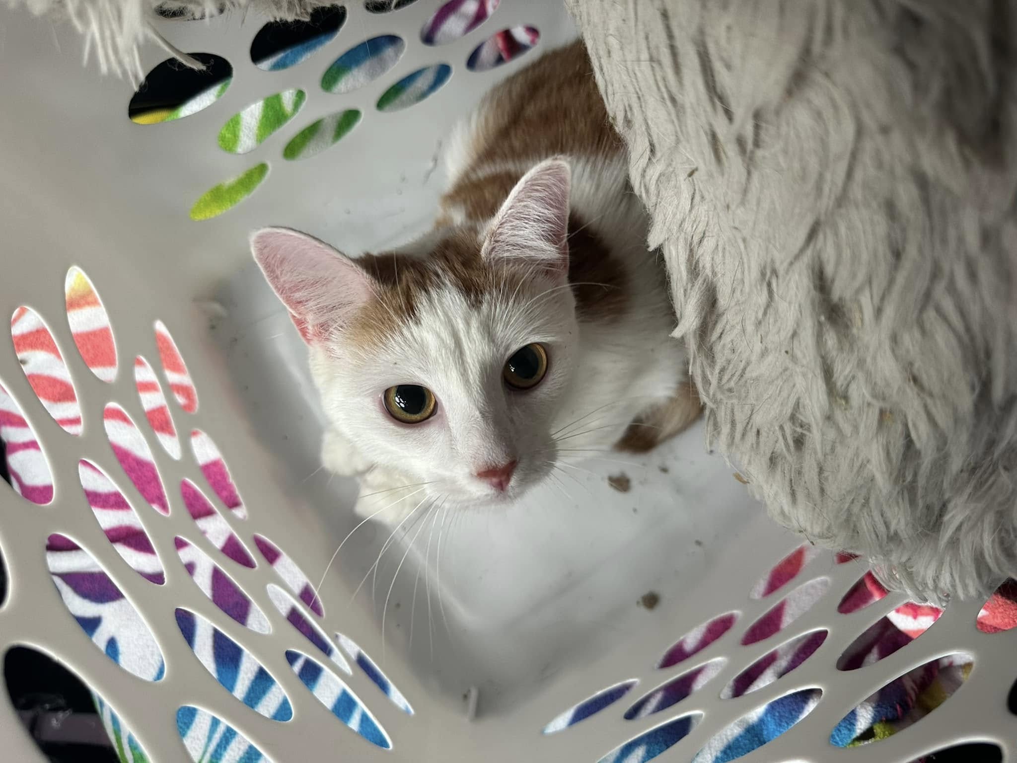 Cats found abandoned in Ledyard, animal control says
