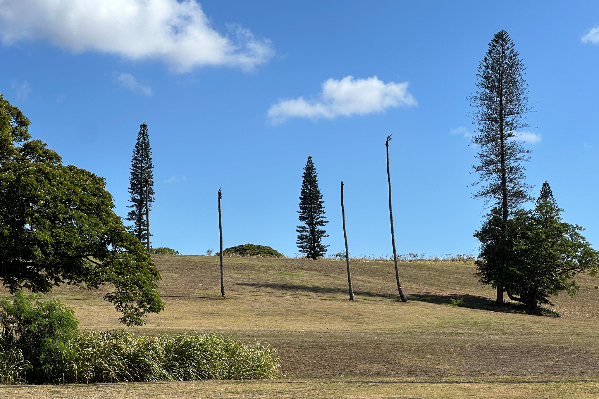 An invasive threat is destroying Hawaii's iconic palm trees