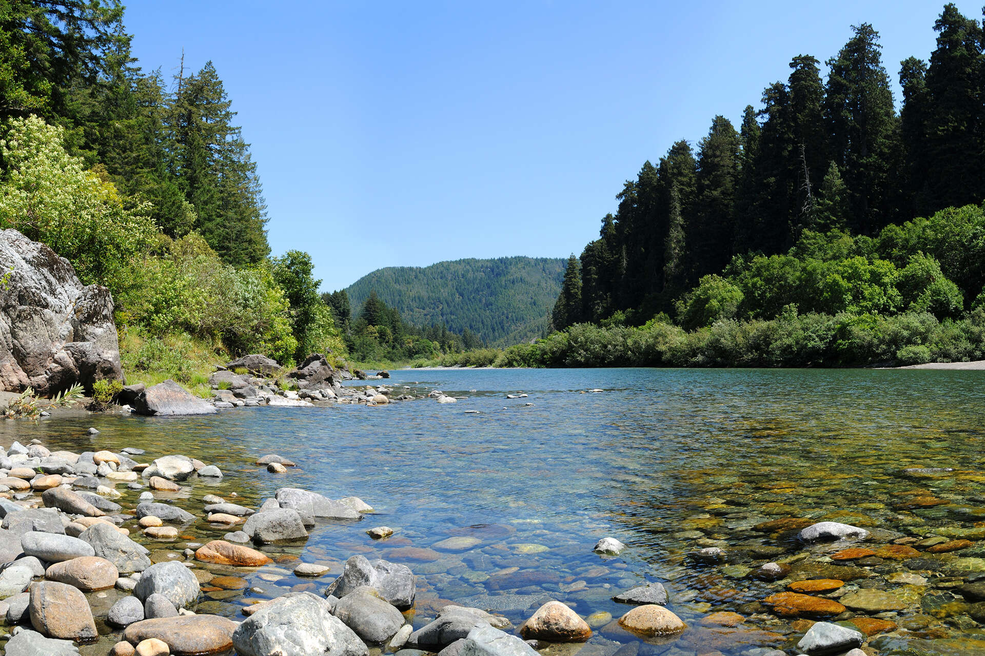 Calif.'s love for one flower is poisoning the state's last wild river