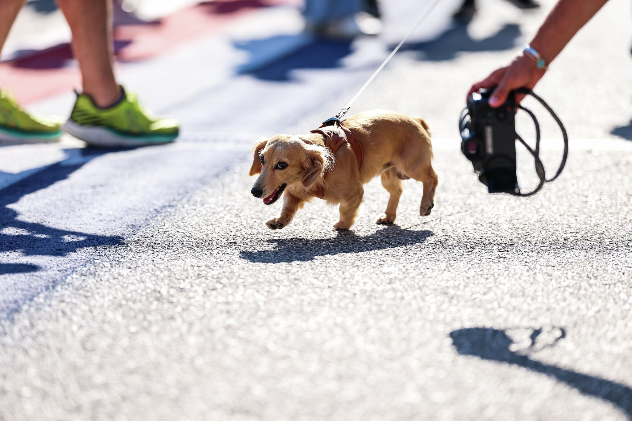 Austin 2025 rop pet names: new trends emerge in dogs and cats