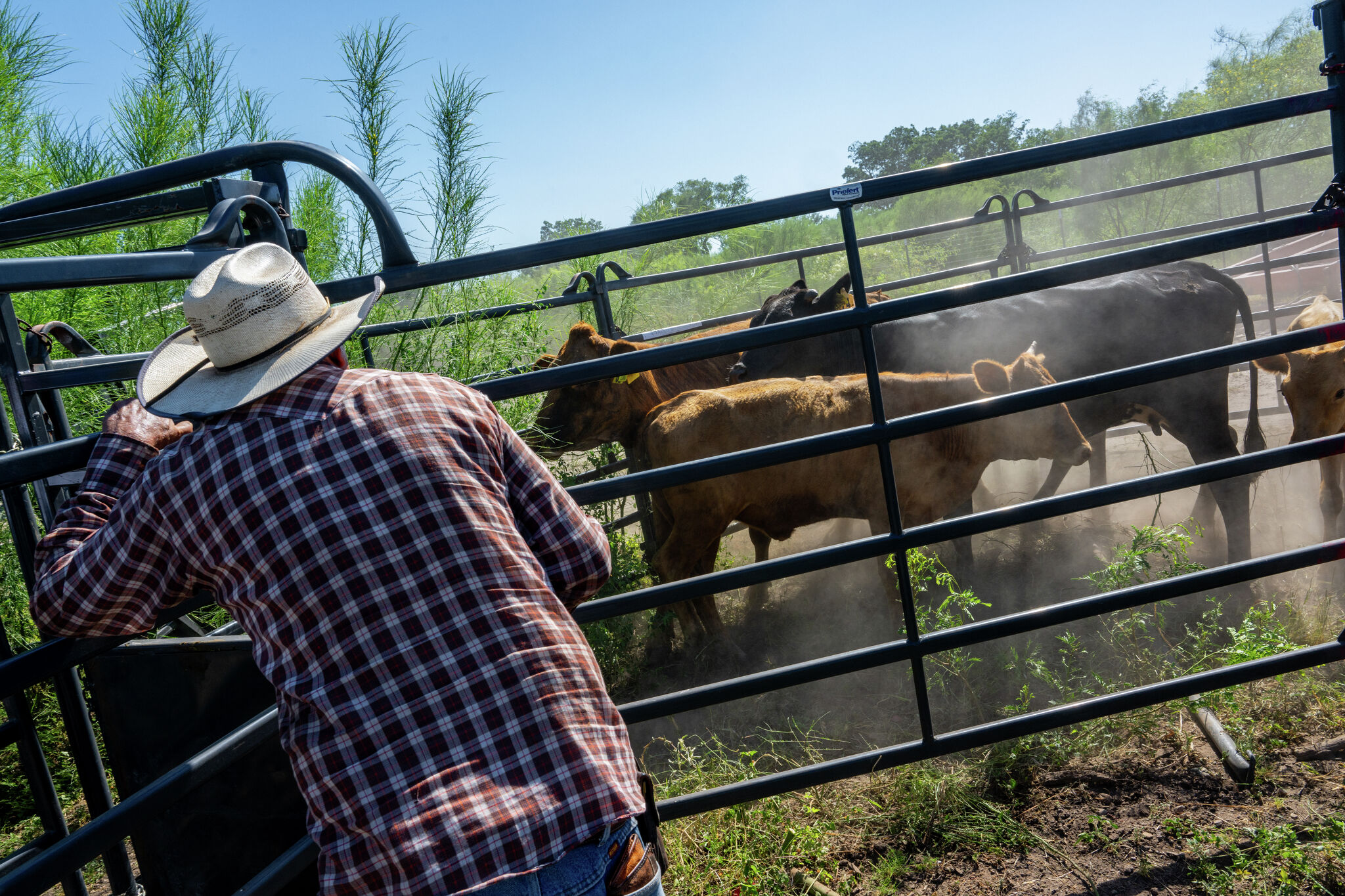 Texas ranchers turn on Trump over new Argentinian beef plan