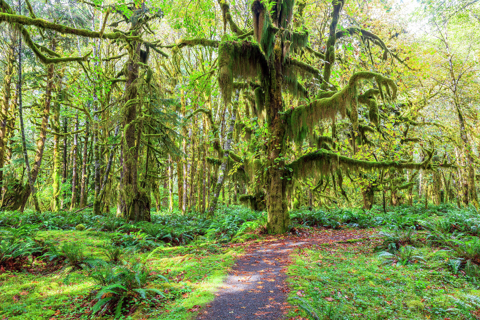 in-olympic-national-park-the-wilderness-is-taking-the-roads-back